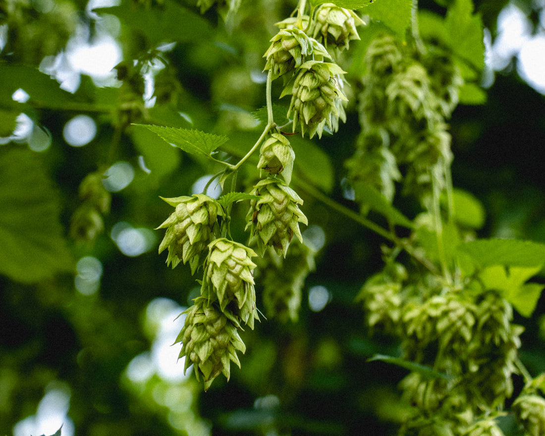 Our Annual Fresh Hop Pilgrimage